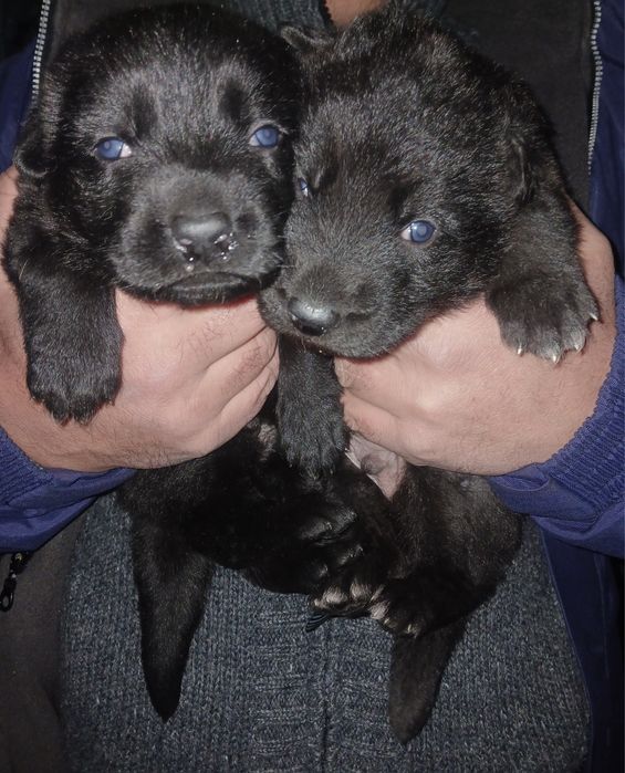 Цуценята чорної німецької вівчарки