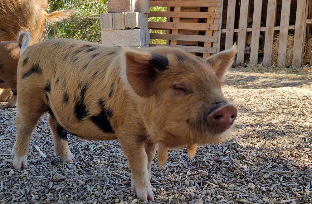 Leitões Kune Kune Jovens (15 de Agosto de 2025)