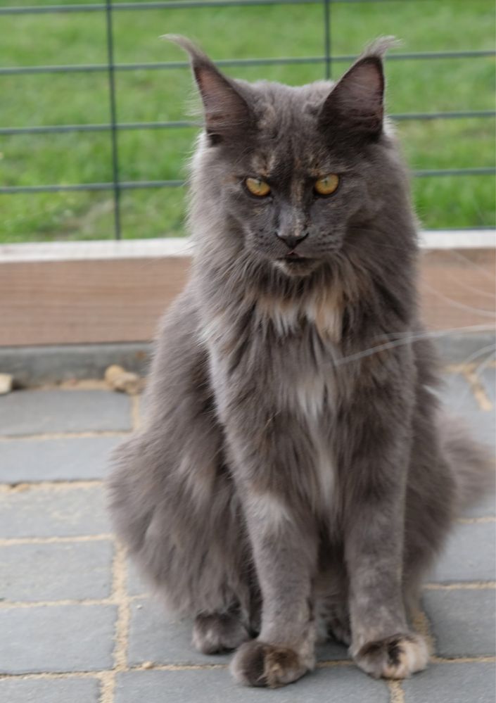 Maine coon kotka niebieski dymny szylkret z bielą FPL