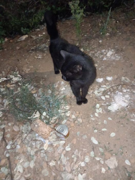 Gato para adoção responsável