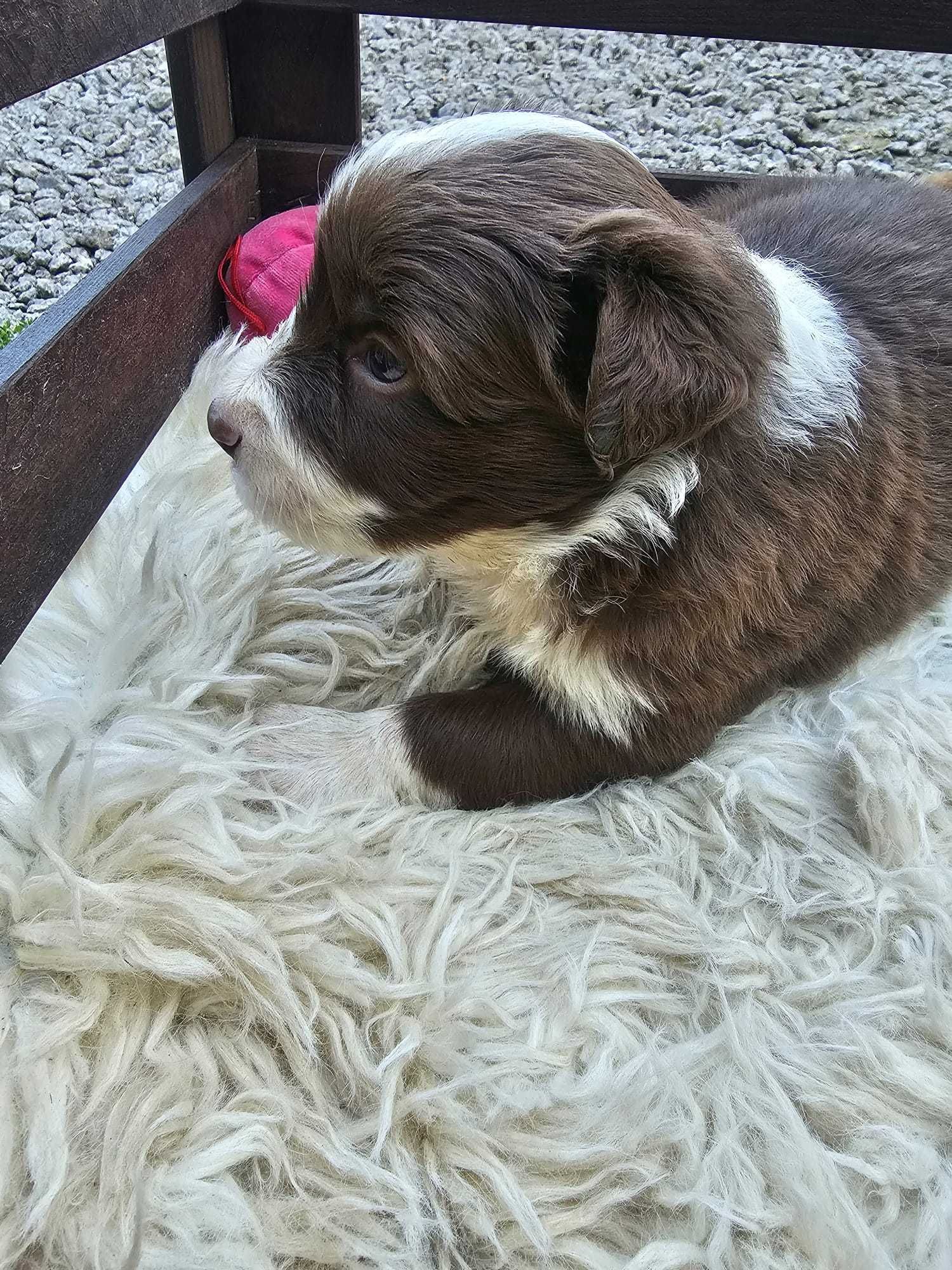 Border collie suczka z rodowodem czekoladowa przepiękna