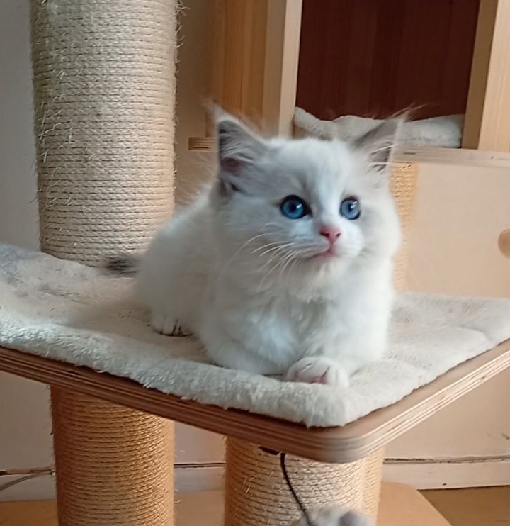Ragdoll kociak FPL