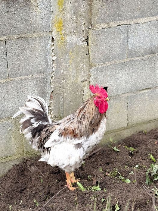 Galos jersey gigante