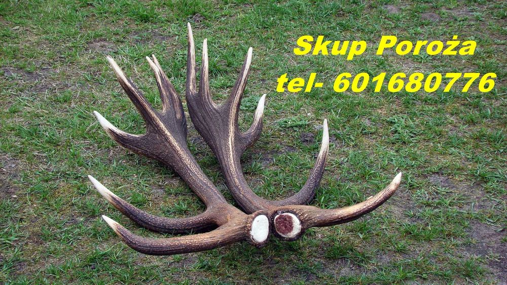 Skup - Poroże jeleni , zrzuty, rogi