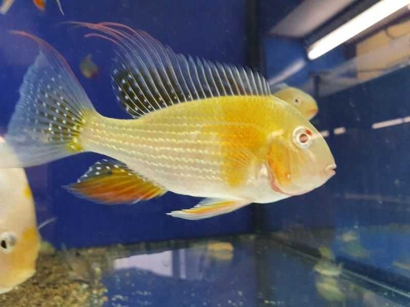 Ziemiojad heckelii albino 7-10cm
