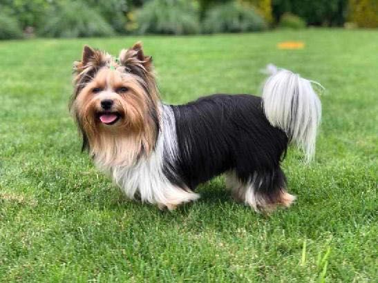 Suczka Yorkshire Terrier Biewer