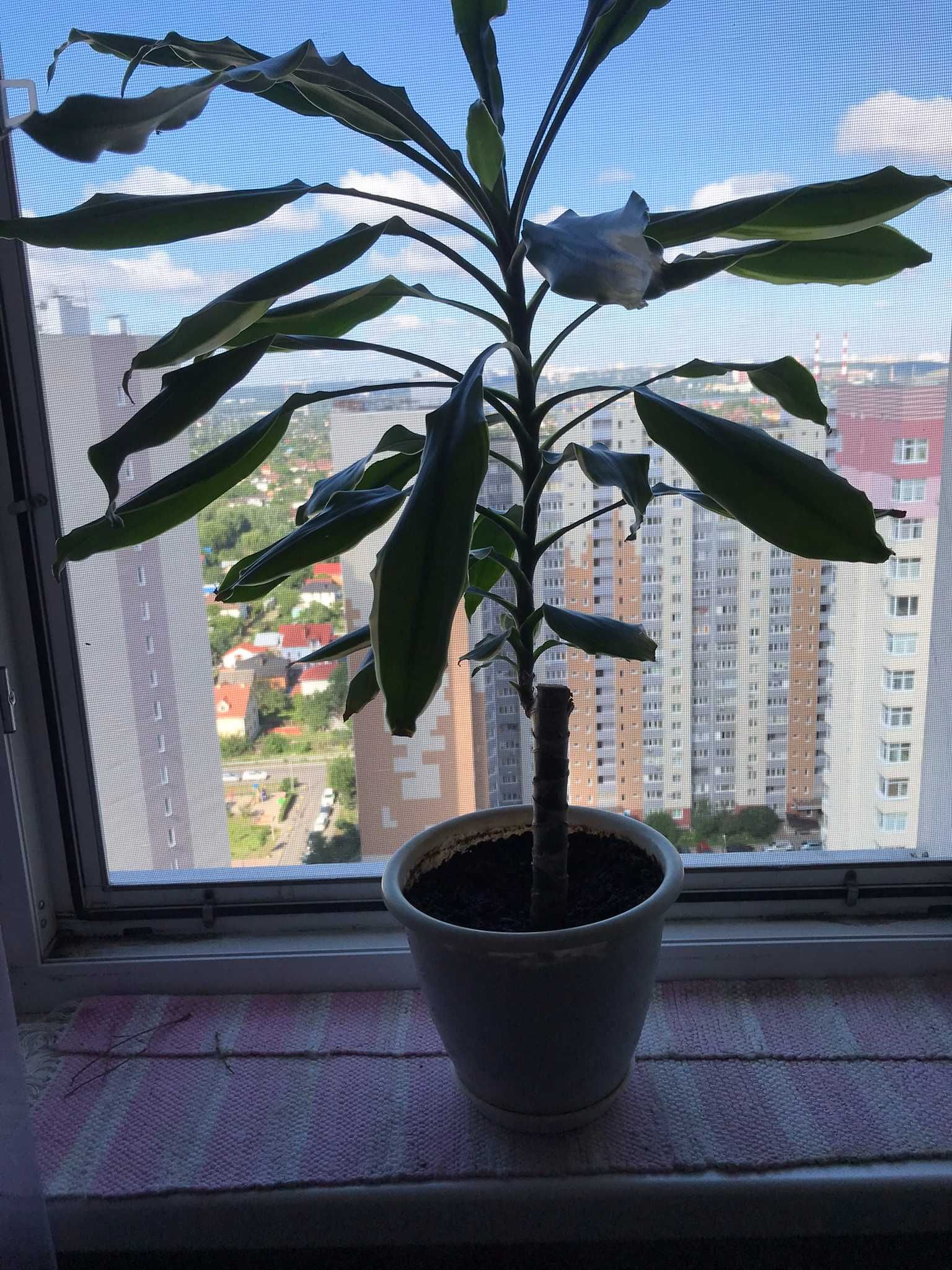 Драцена (кімнатна рослина, пальма) 90 см в офіс, у школу або додому