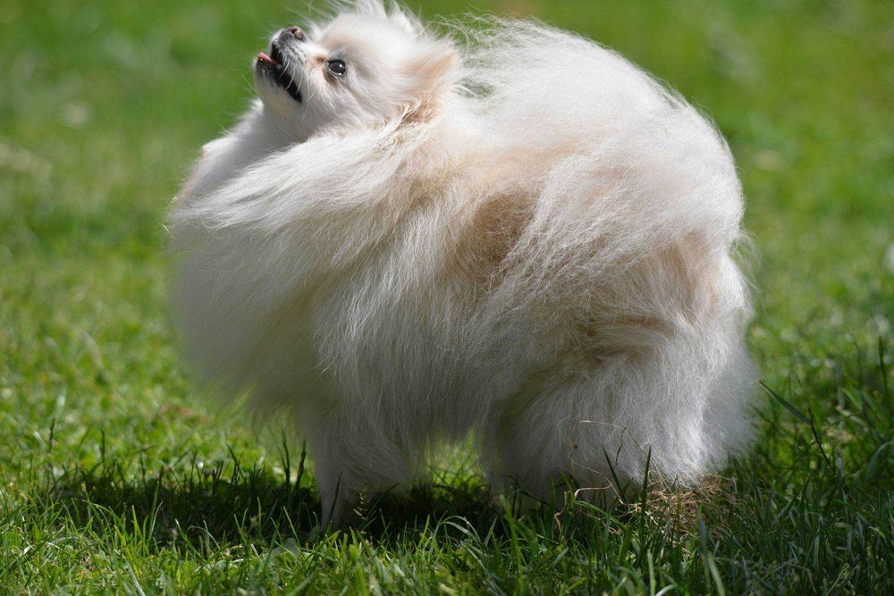 Szpic Miniaturowy Pomeranian Suczka ZkwP/FCI w typie Misia