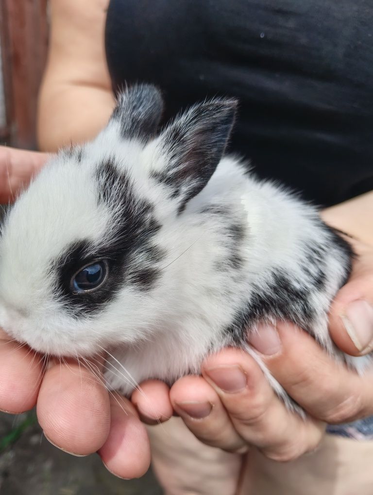 Króliczki miniaturki lewki
