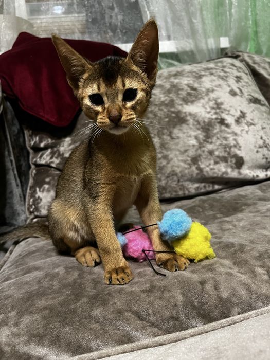 Кошеня абіссинська порода