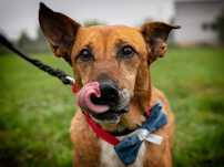 Przekochany Serdelek do adopcji