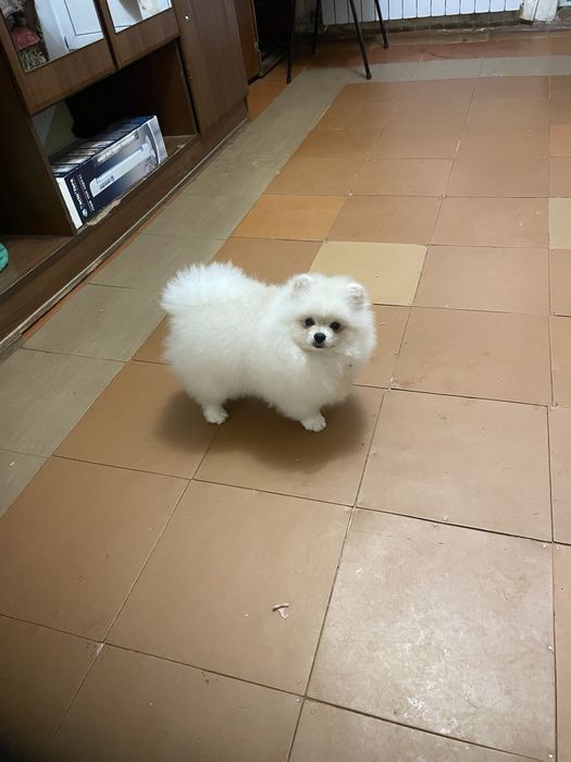 Продам дівчинка шпіц