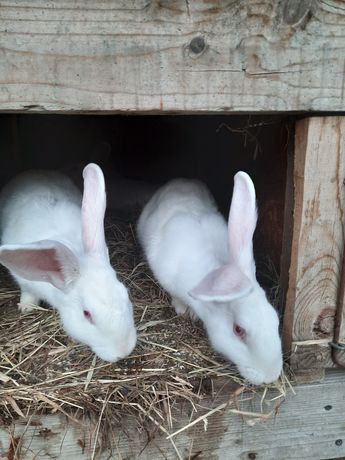 Młode króliki Termondzkie