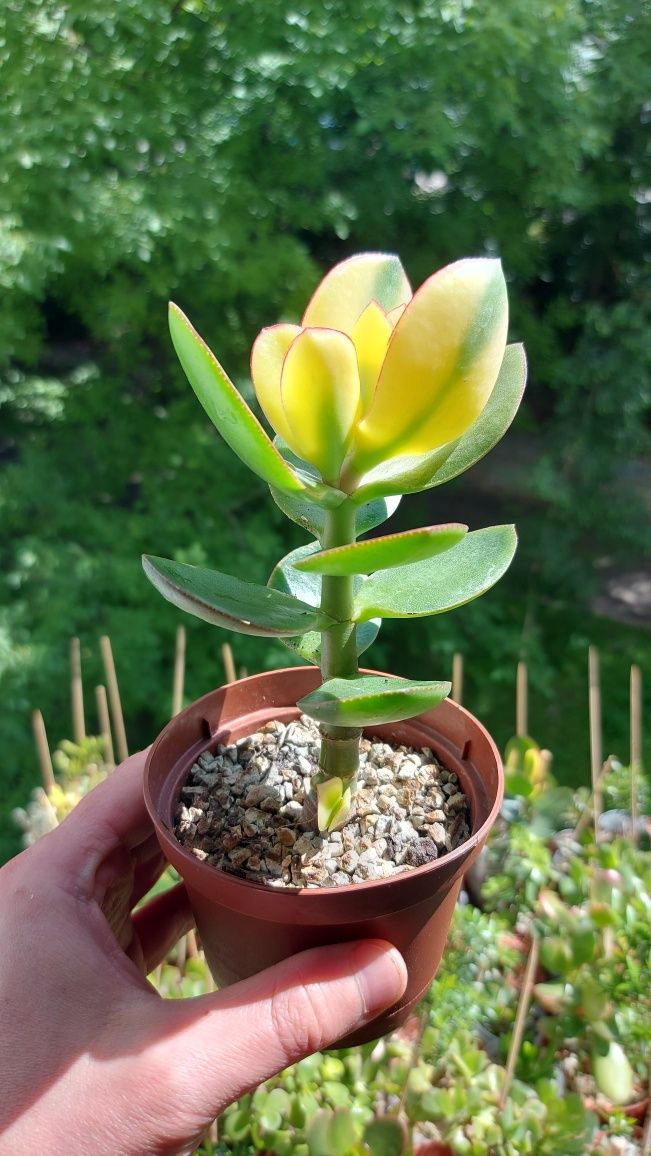 Crassula Kagetsu Maruba (Крассула Кагетсу Маруба)