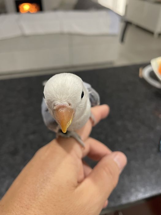 Agapornis roseicollis domesticados/criados à mão