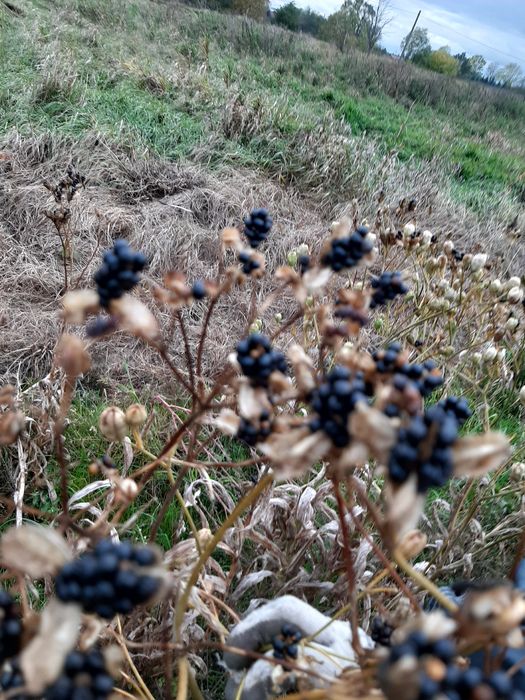 Belamcanda roślina wieloletnia lecznicza nasiona 50 sztuk