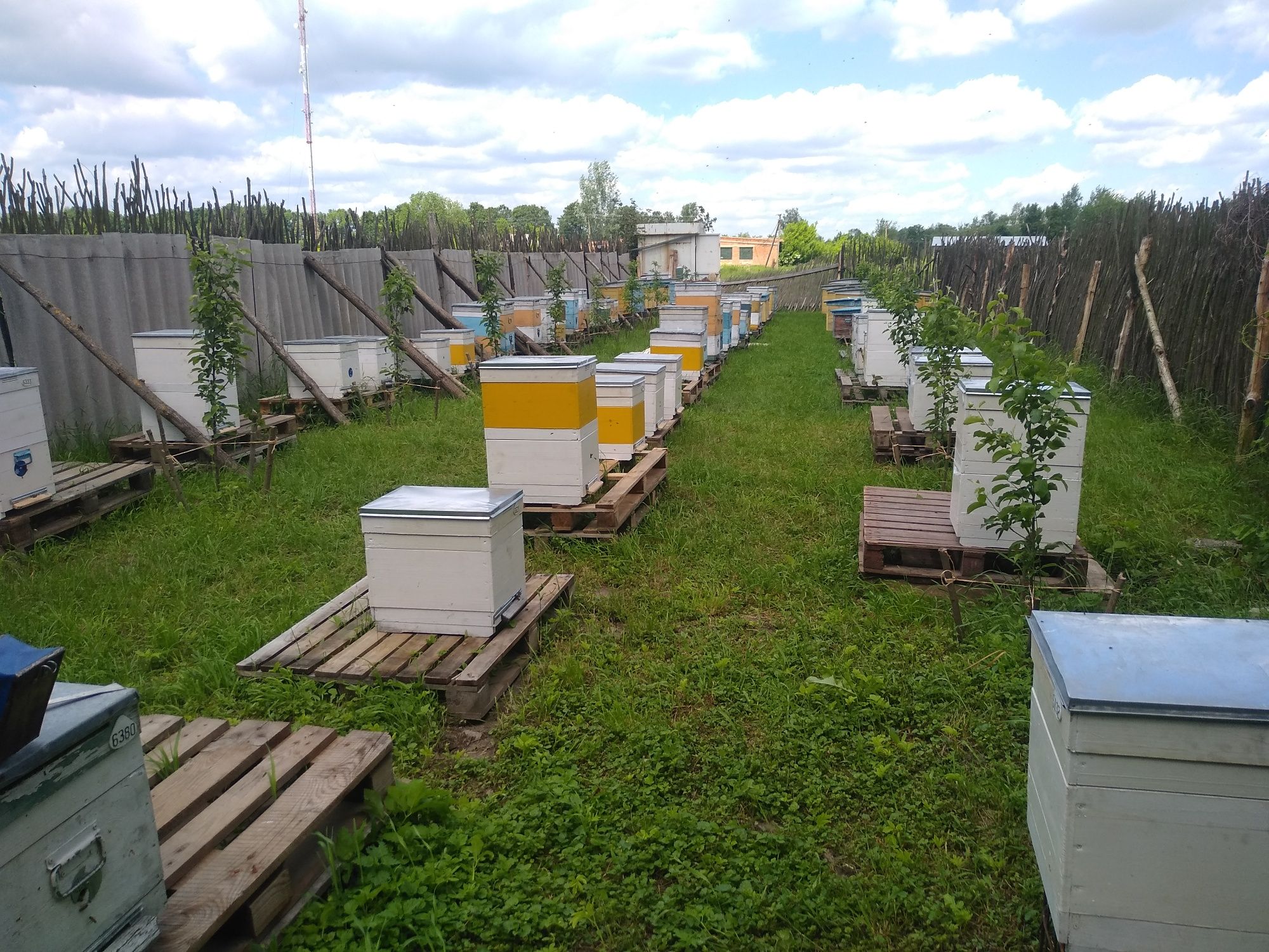 Продукція бджільницива