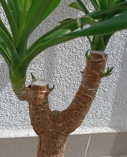 juka gwatemalska (Yucca elephantipes) XXL + GRATIS