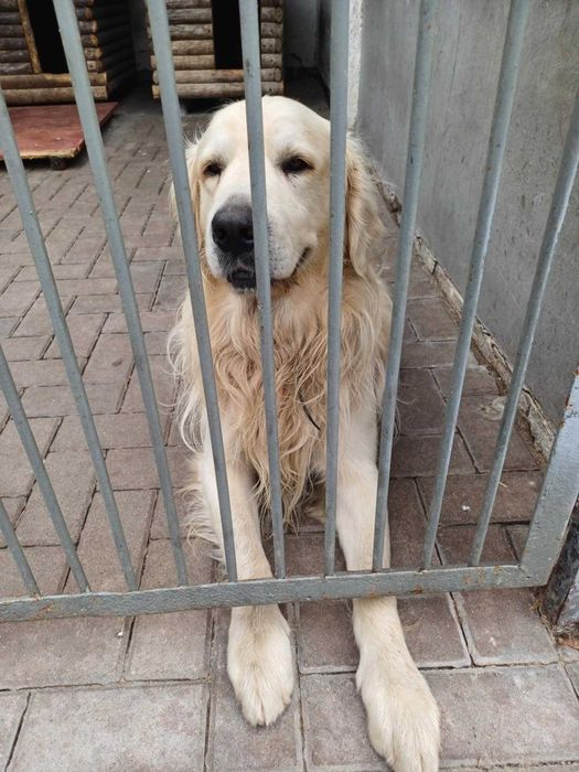 Goldi pies piesek gloden retriever w typie golden retriever szuka domu