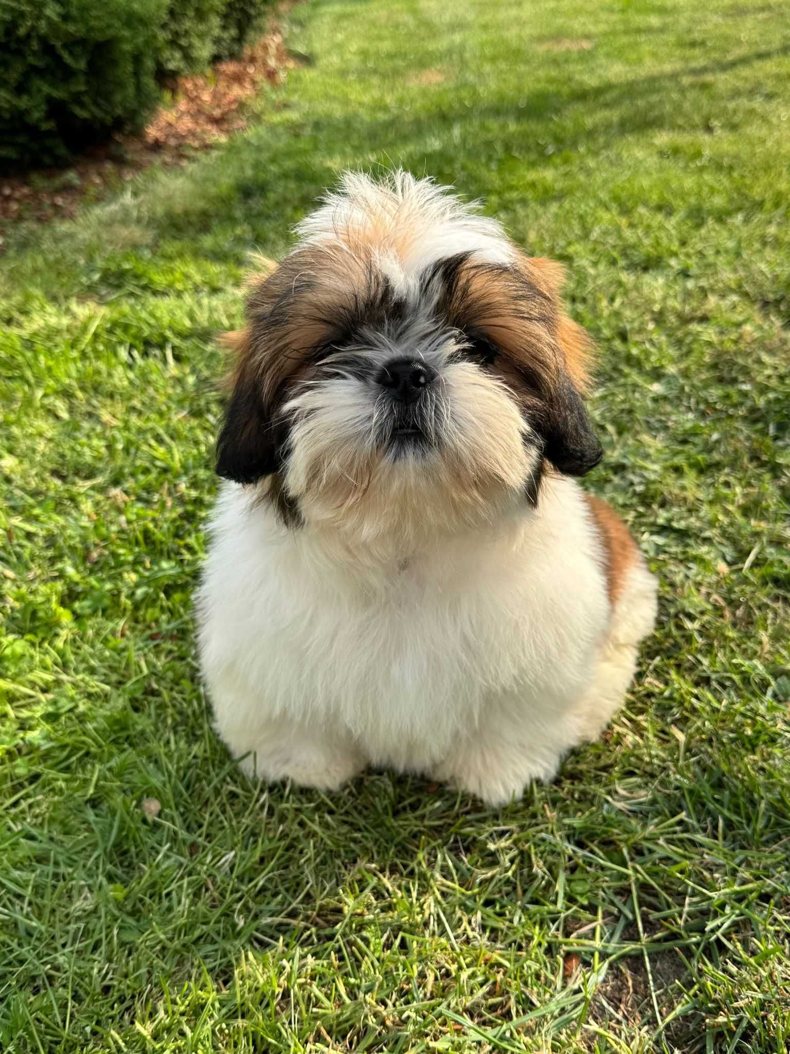Piesek Shih-Tzu Tricolor • GOTOWY DO ODBIORU •