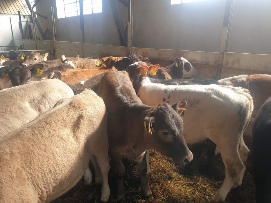 Sprzedaż bydła samodzielnego od 130kg