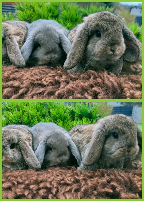 Królik baranek Mini lop młode wolne