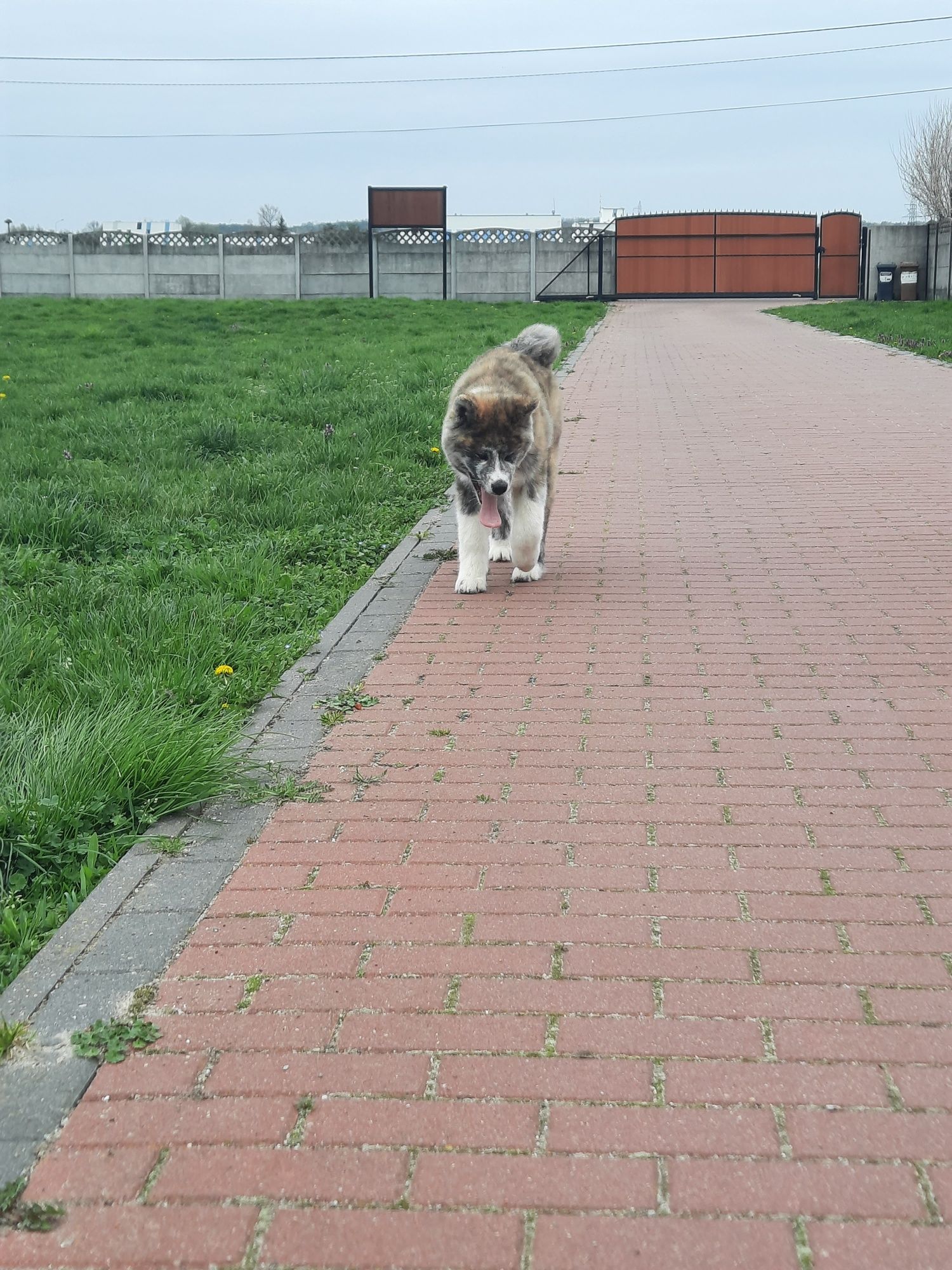 Piekny samiec akita japońska pregowana do odbioru ZKwP