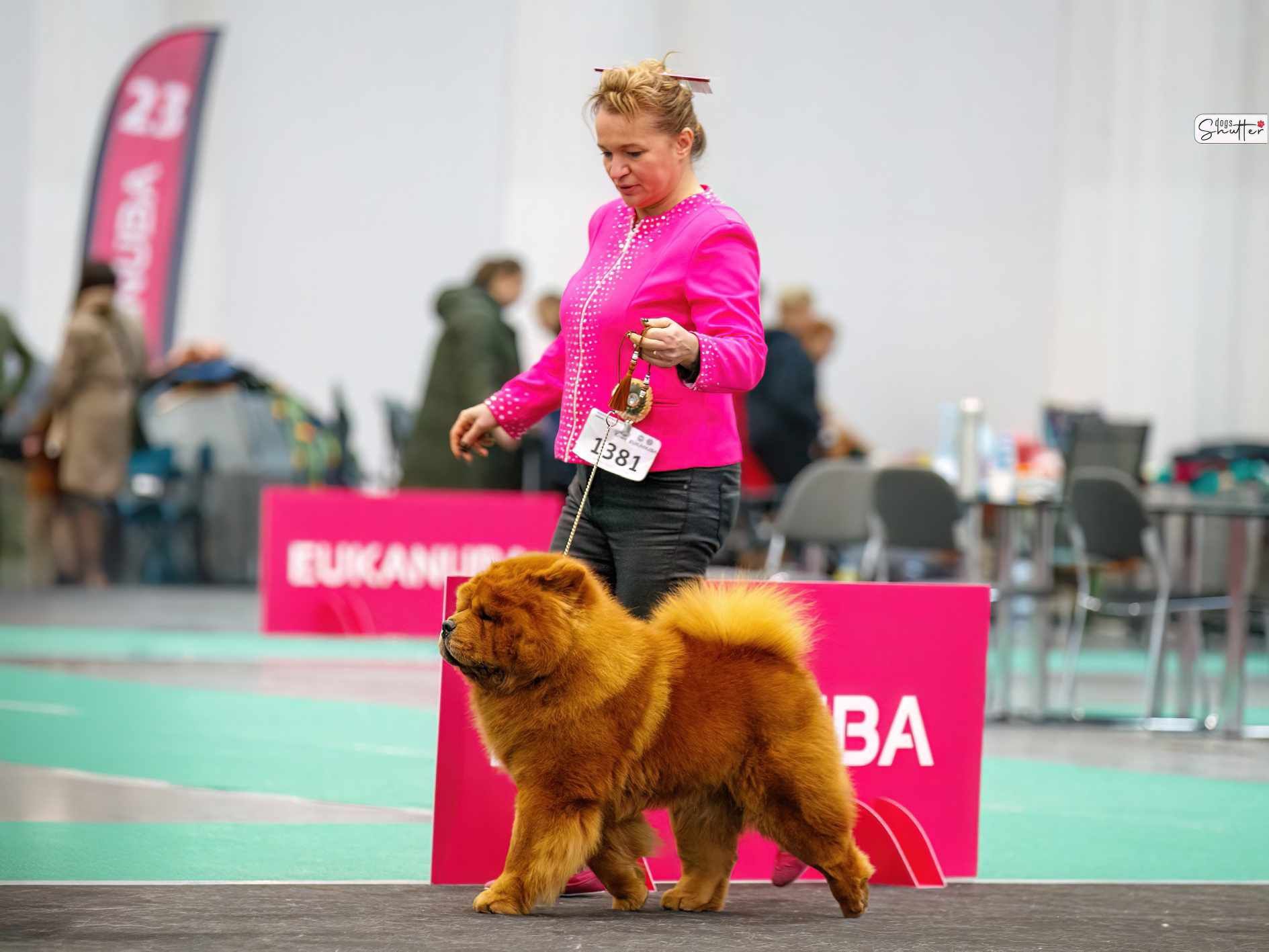 Chow chow z rodowodem ZKWP/FCI