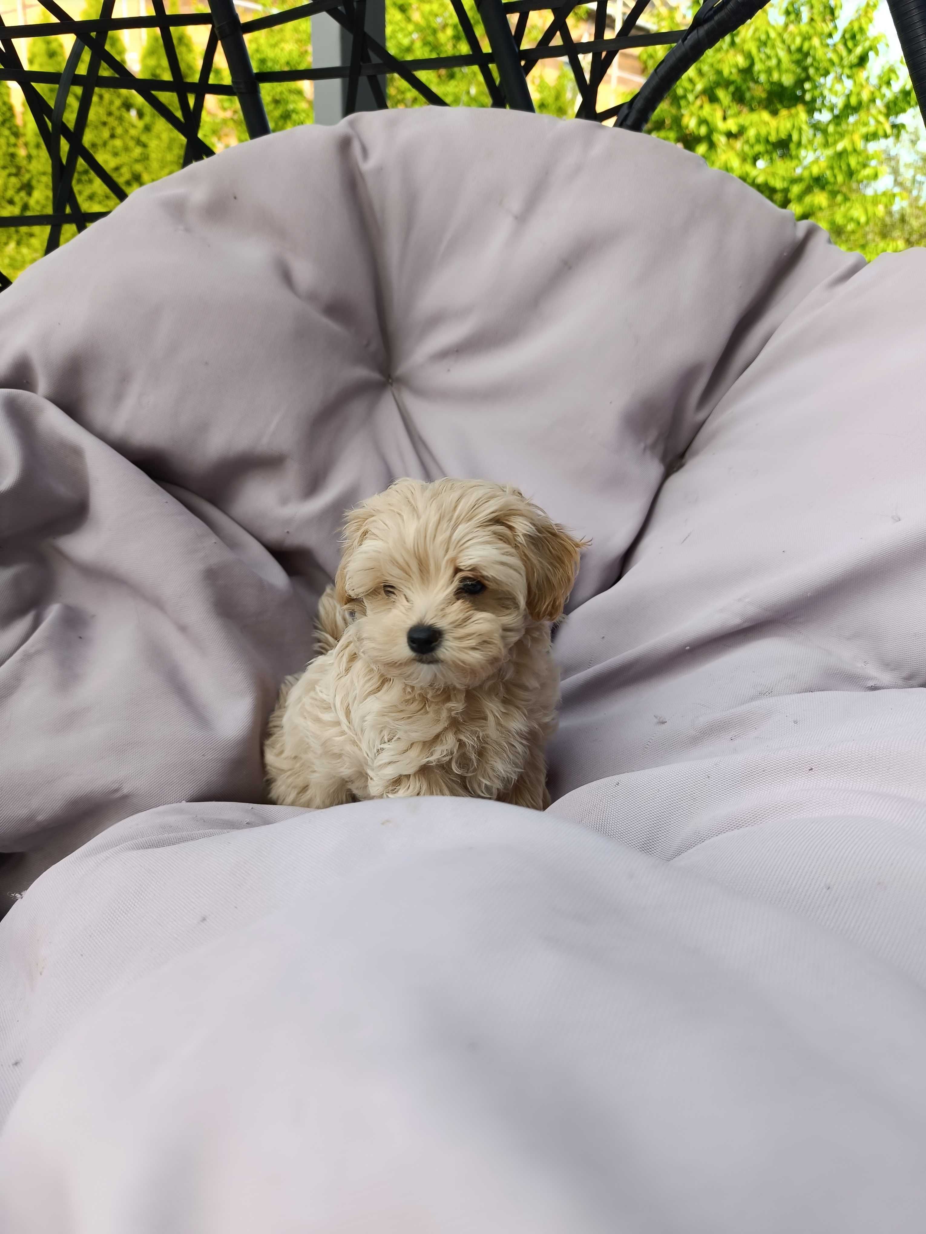 Szczeniak maltipoo