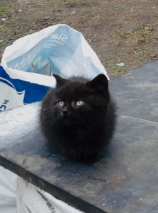 Кошенятко шукає дім