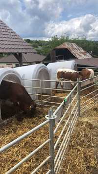Mięsne  byczki oraz jałówki 150kg