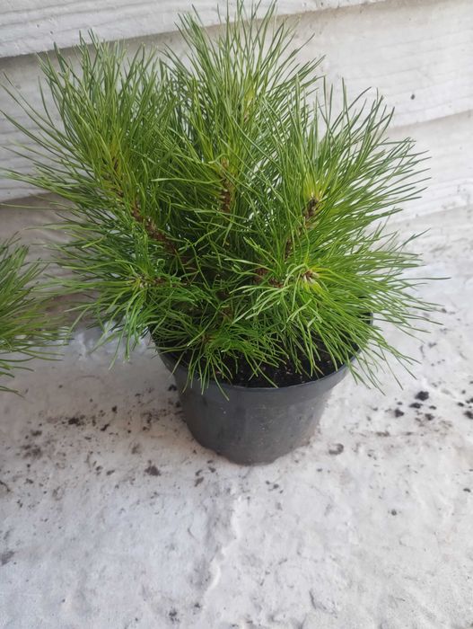 Сосна Кримська, чорна Австрійська, гірська та інші