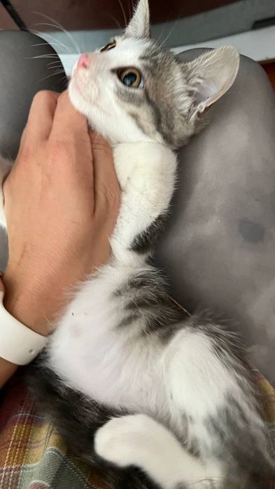 Отдам_ кошки_ котята_ Марко