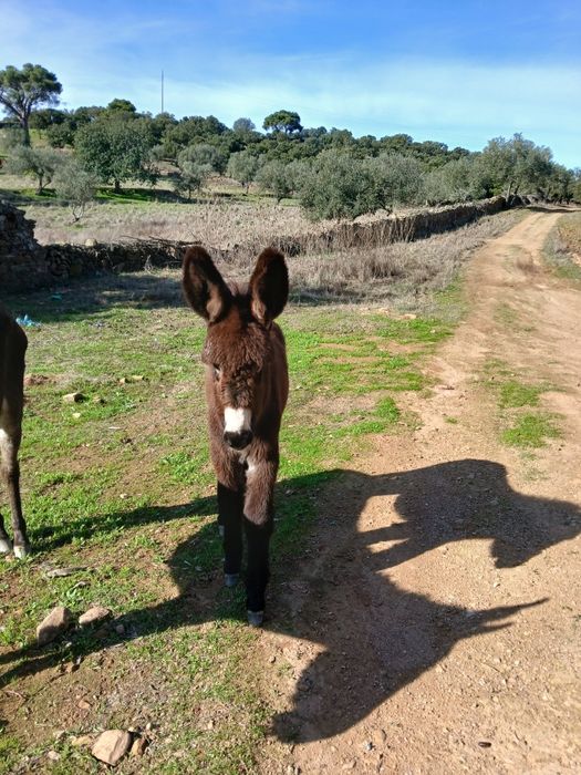 Burrinho macho com 4 meses