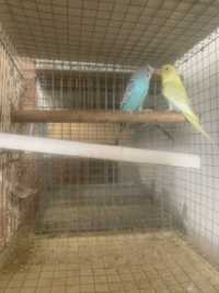 Troca de periquitos por canarios