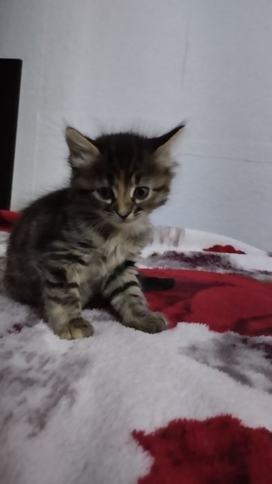 Маленькие детки  ищут маму