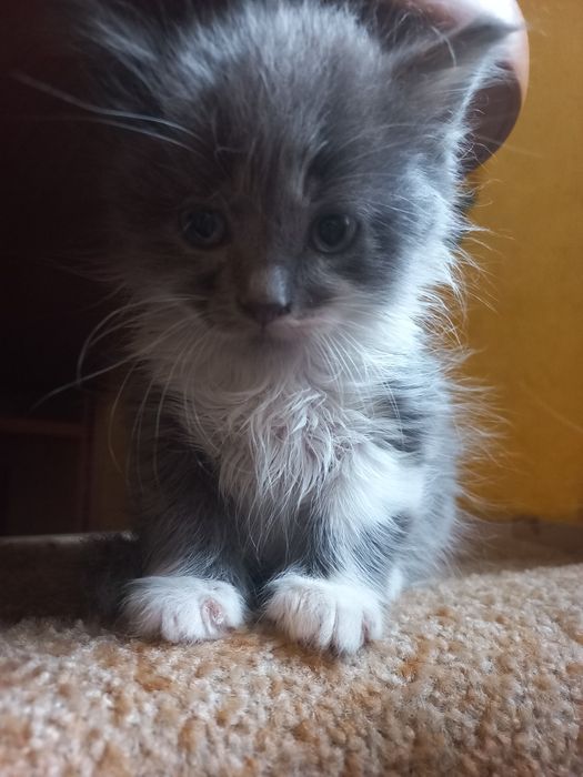 Котенята 2 місяці (3 дівчинки і 2 хлопця)