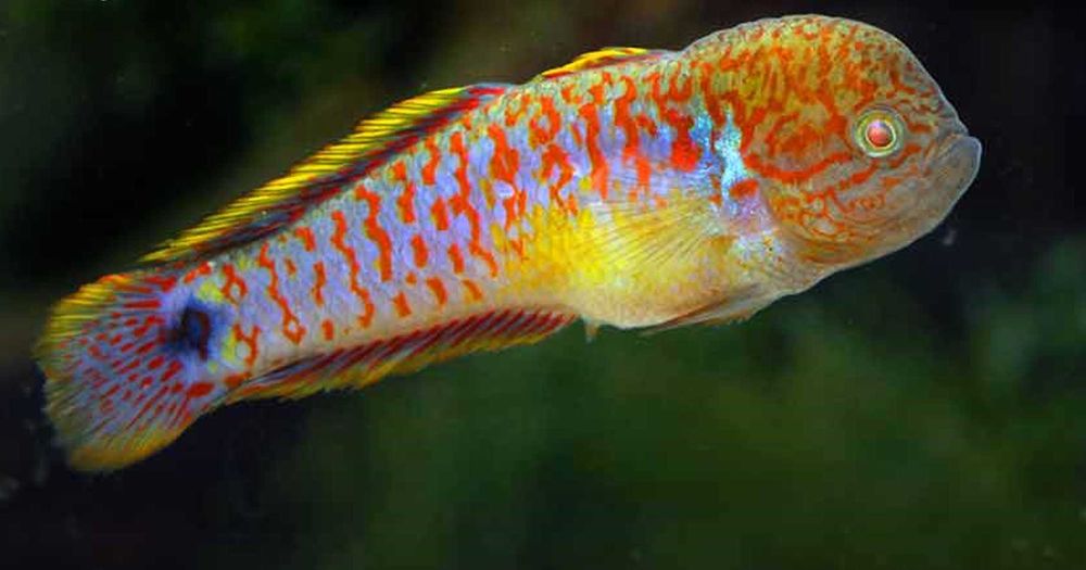 Głowaczyk barwny - Tateurndina Ocellicauda - dowozimy, wysyłamy