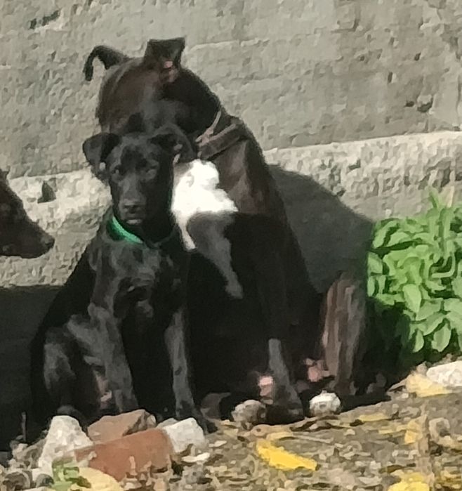 Щенок в добрые руки