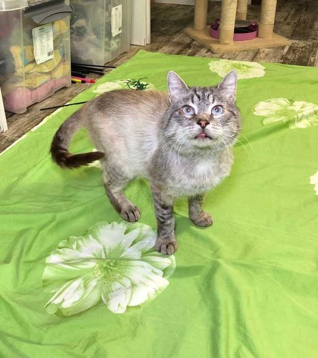 Фиксик — невероятно красивый кот породы Невский маскарадный.