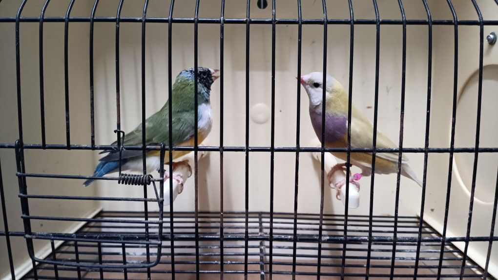 Diamantes de Gould
