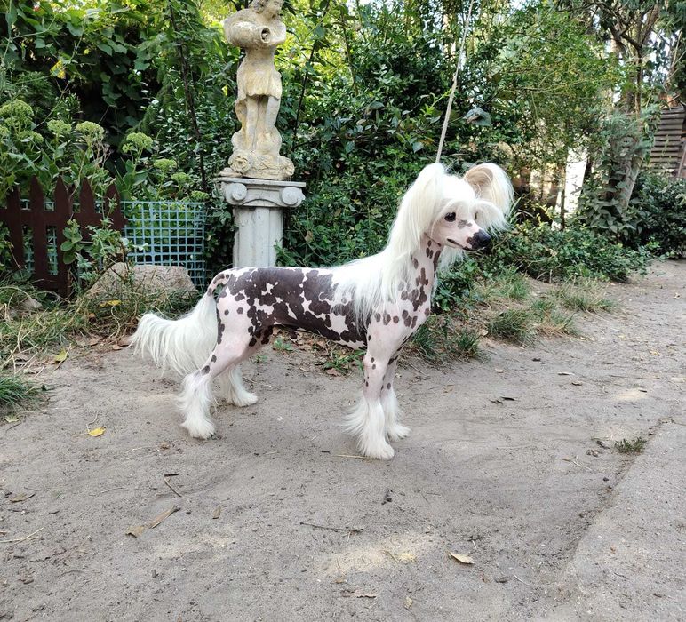 Chiński grzywacz Sasima FCI