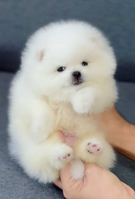 Miś pomeranian mini