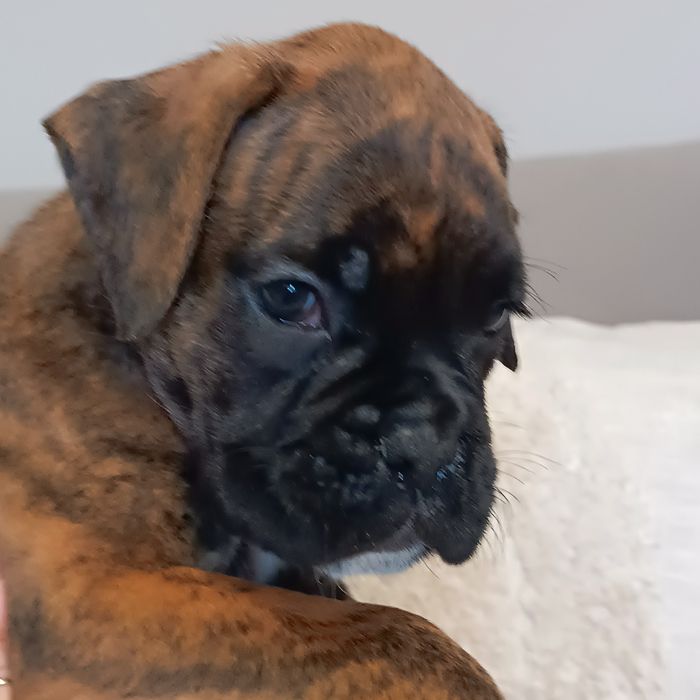 Bokser piesek szczeniak