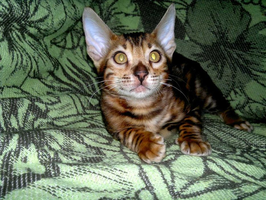 Ексклюзивний BENn24 червоний бенгальський хлопчик