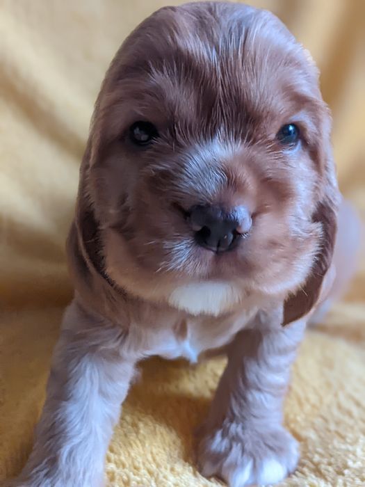 Цуценята англійського кокер - спанієля, бронювання та продаж