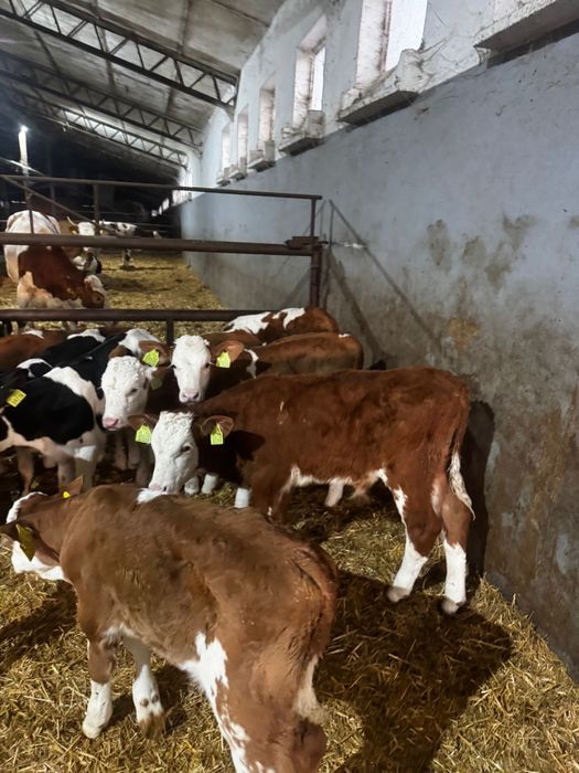 Cielęta mięsne i mieszanki