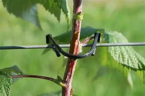 Clicks multiuso de 70 mm