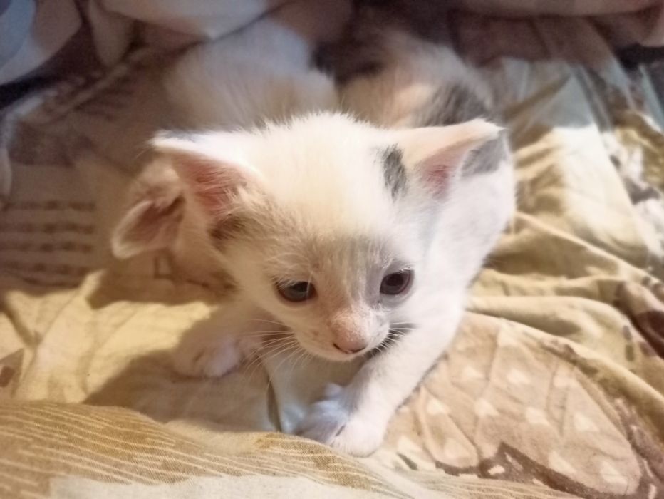 Котики муркотики.