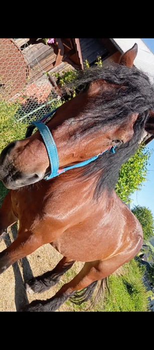 Sprzedam klacz zimnokrwistą